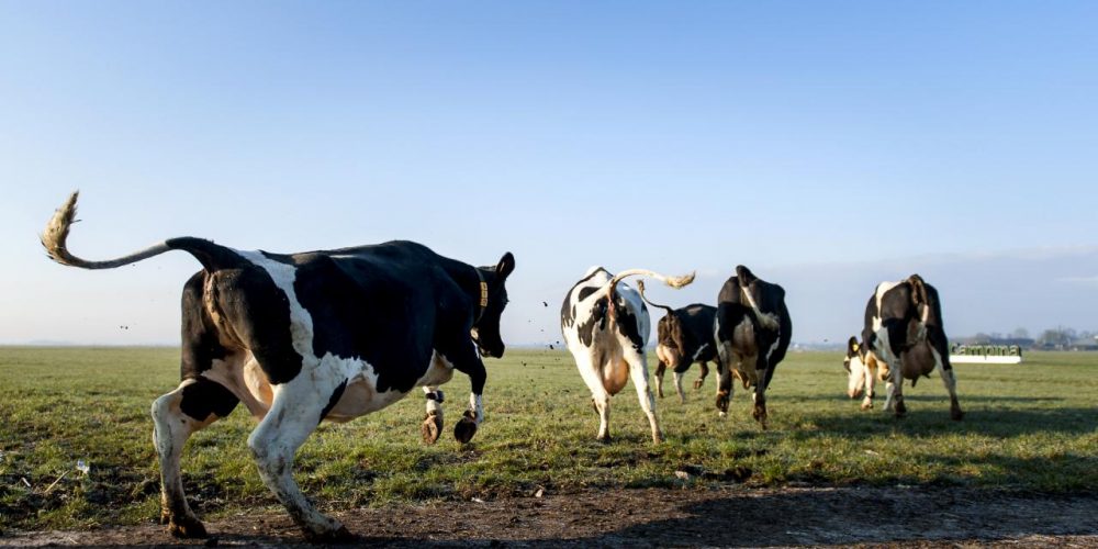 Drenthe beloont melkveehouderij voor duurzaamheid